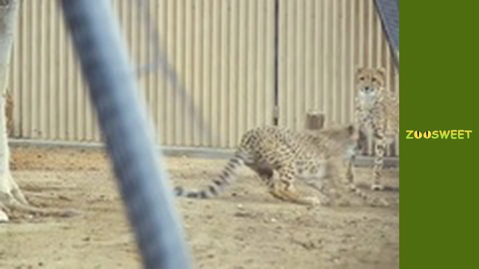 Дикі забави Сан-Дієго - серія 21