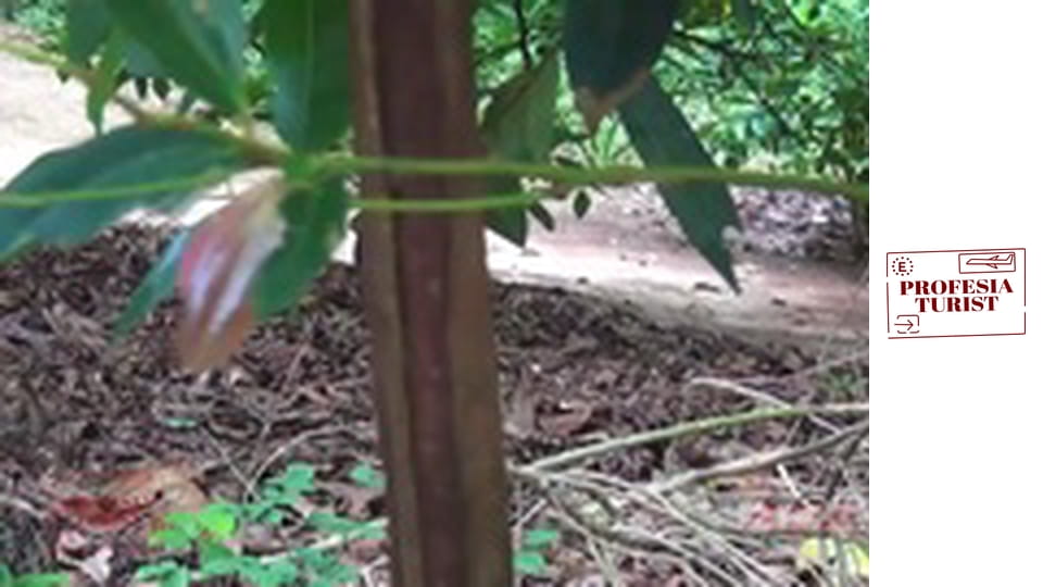 Плантация за подправки в Занзибар – 2 част