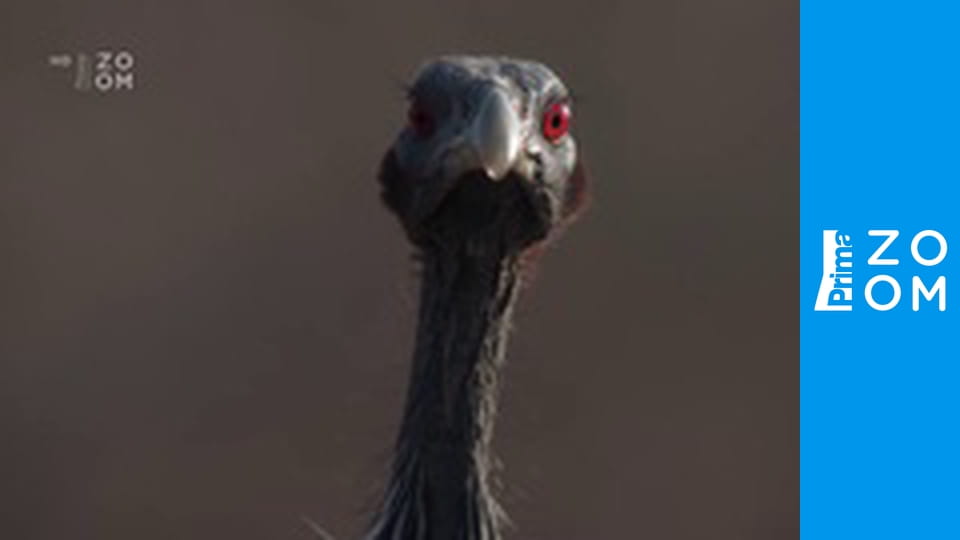 Podmořské divy Afriky E1 - Království dun