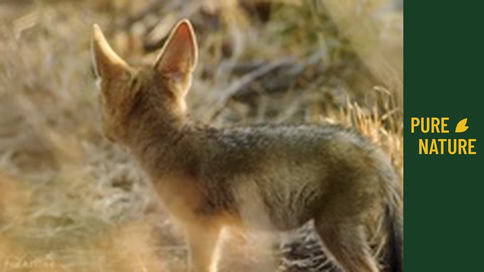 African wildlife: Jackals and Hyenas, Africa's Predators