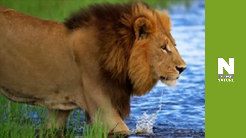 Бескрайняя Африка - Болота Окаванго