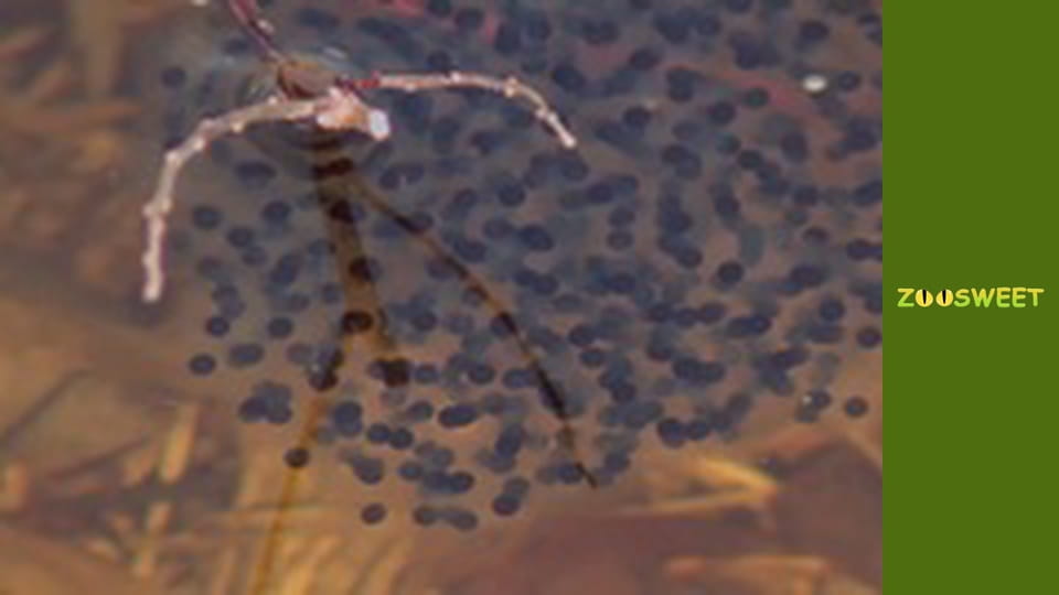 Світ дикої природи - серія 8