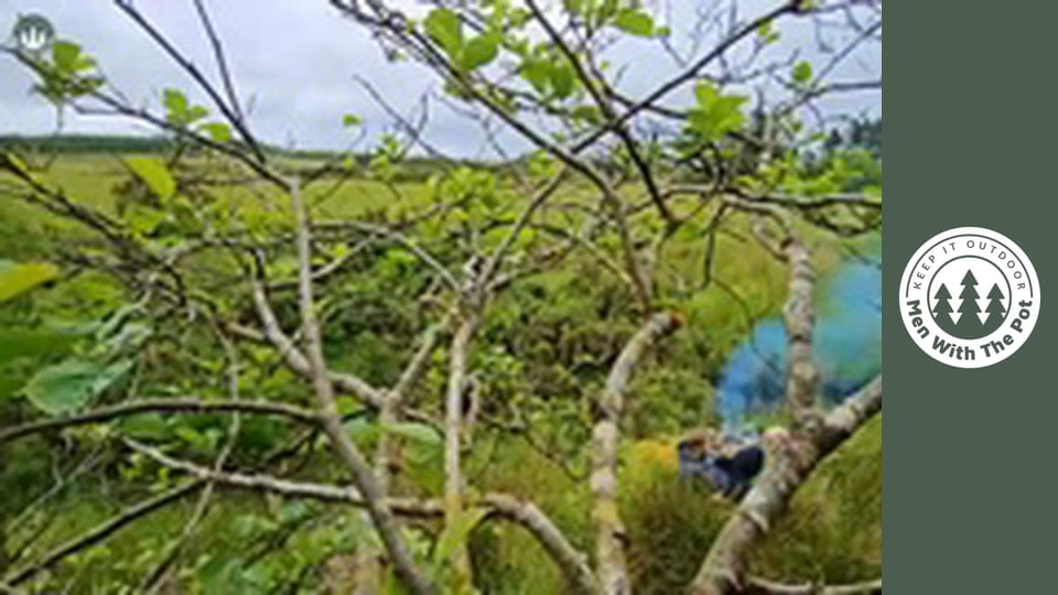 Super Crispy Chicken Sandwich with Forest-made Mayonnaise