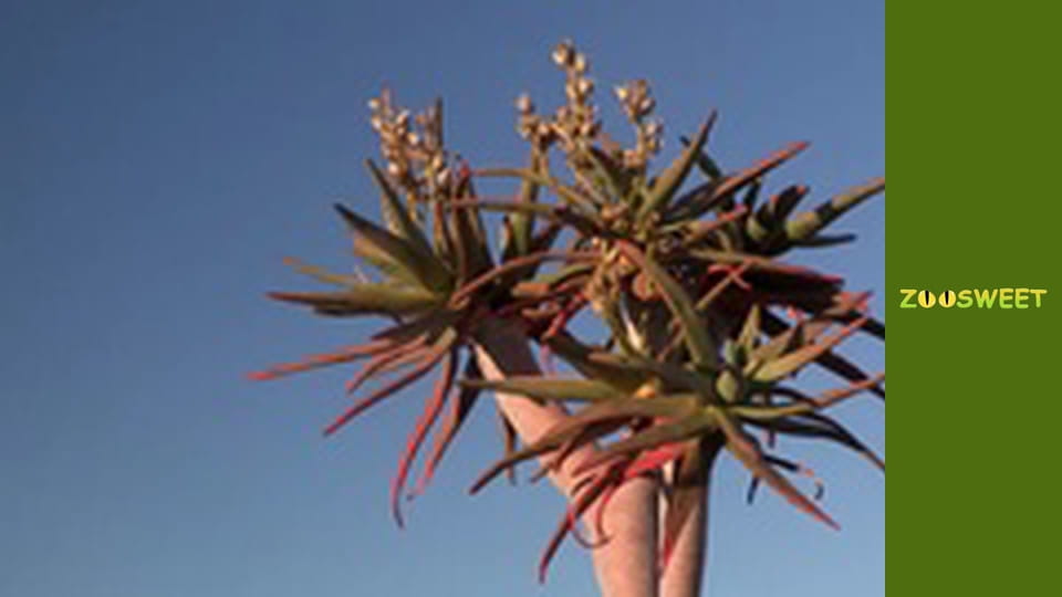 Сіяйа, Сезон 1, Випуск 23