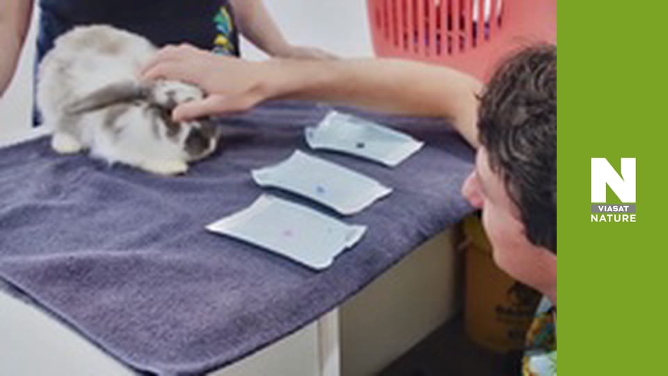 The Bizarre Pet Vets - Episode 6