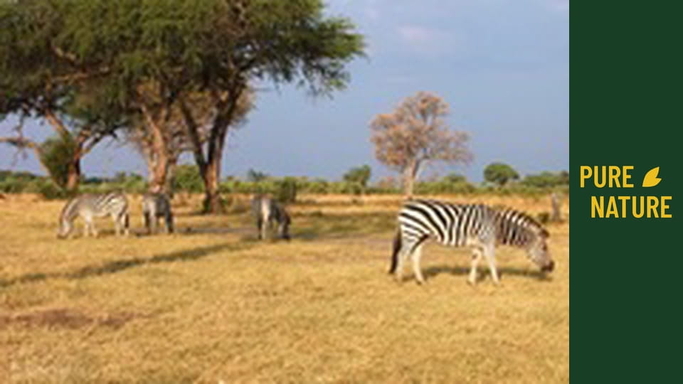 African Animals: Zebras and Giraffes of Kalahari Desert