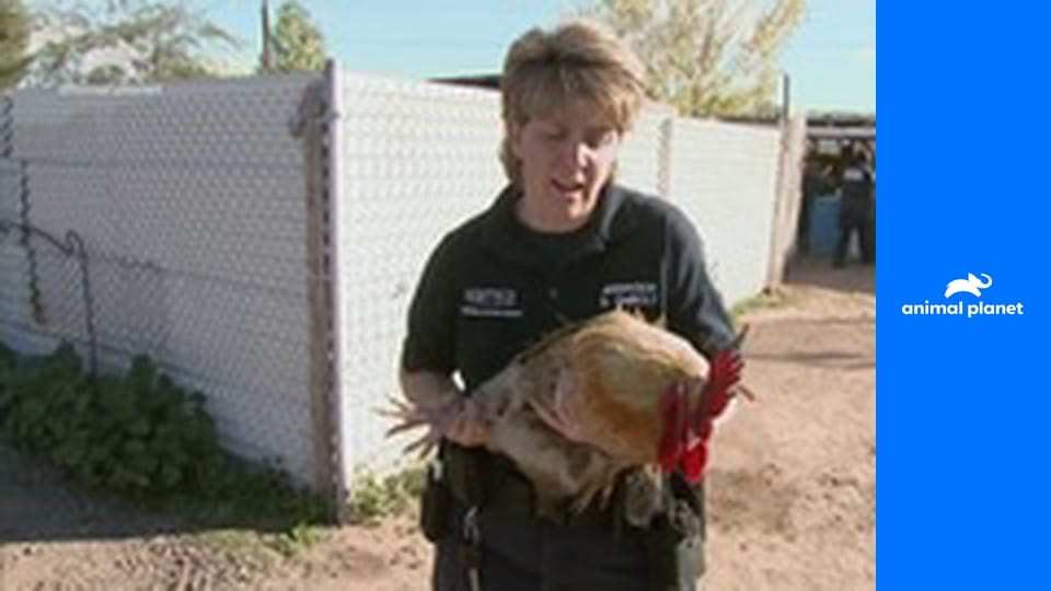 Zvířecí policie Phoenix S15E7 - Příběh o třech ocáscích