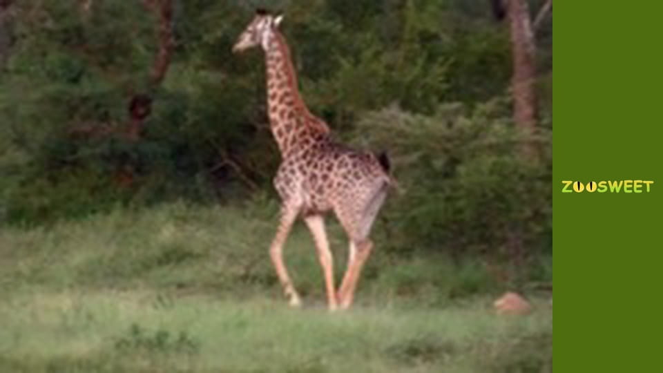 Дикі тварини - серія 13