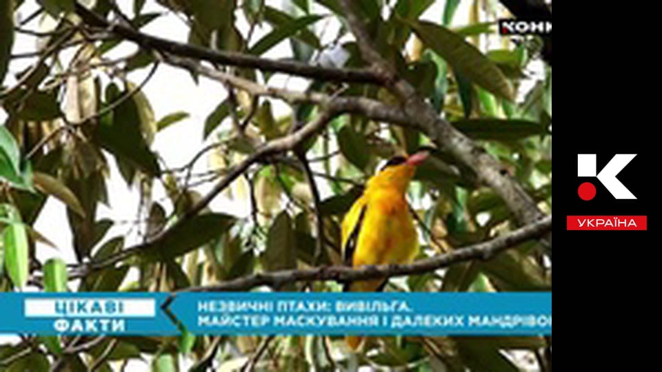 Цікаві факти.