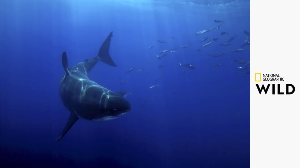 Там, где встречаются океаны