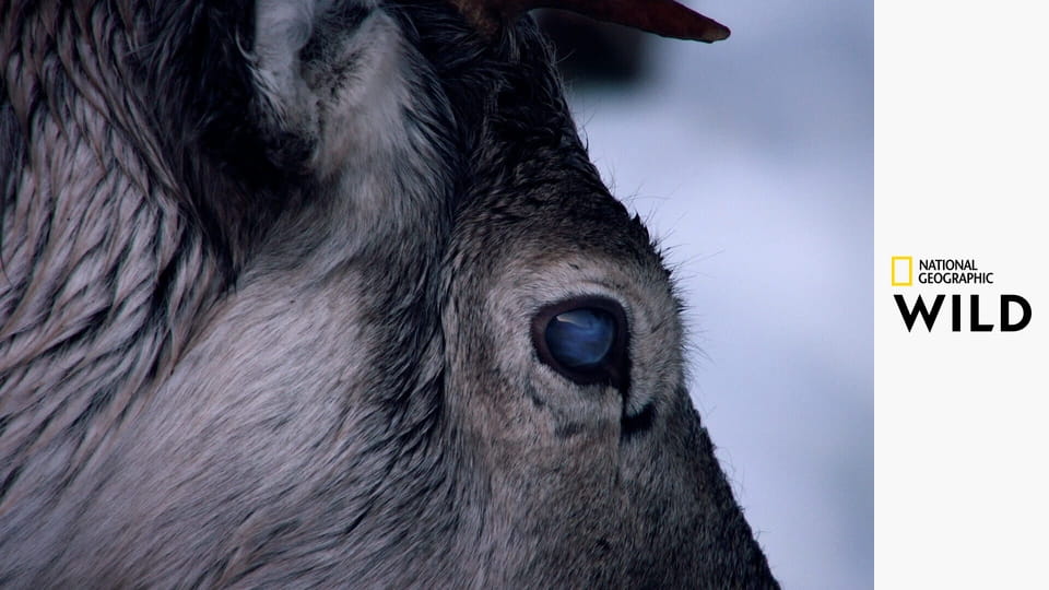 Дикие, умные и смертельно опасные S1E4