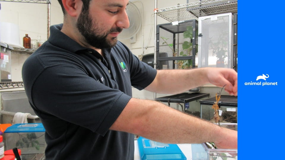 Зоопарк S2E4 - Кенгуру Дэйв