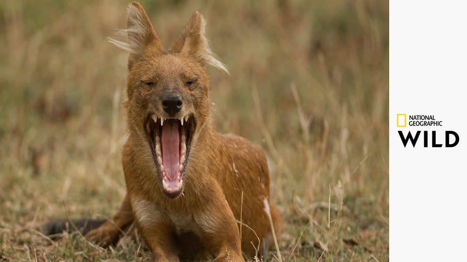 Дикая Индия S1E3