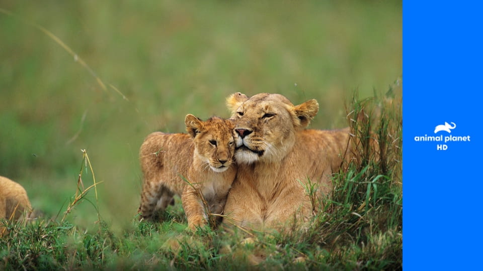 Большие кошки Кении S2E3 - Опасность на горизонте