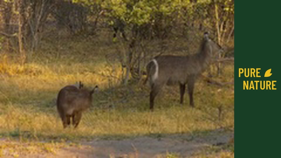 Wild Animals Of Africa: African Antelopes