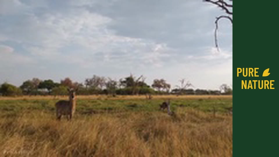 Wild Animals Of Africa: African Antelopes