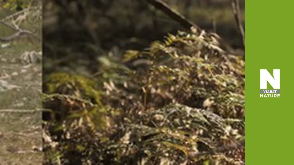 У пошуках загублених звірів - Таємниці тасманійського тигра