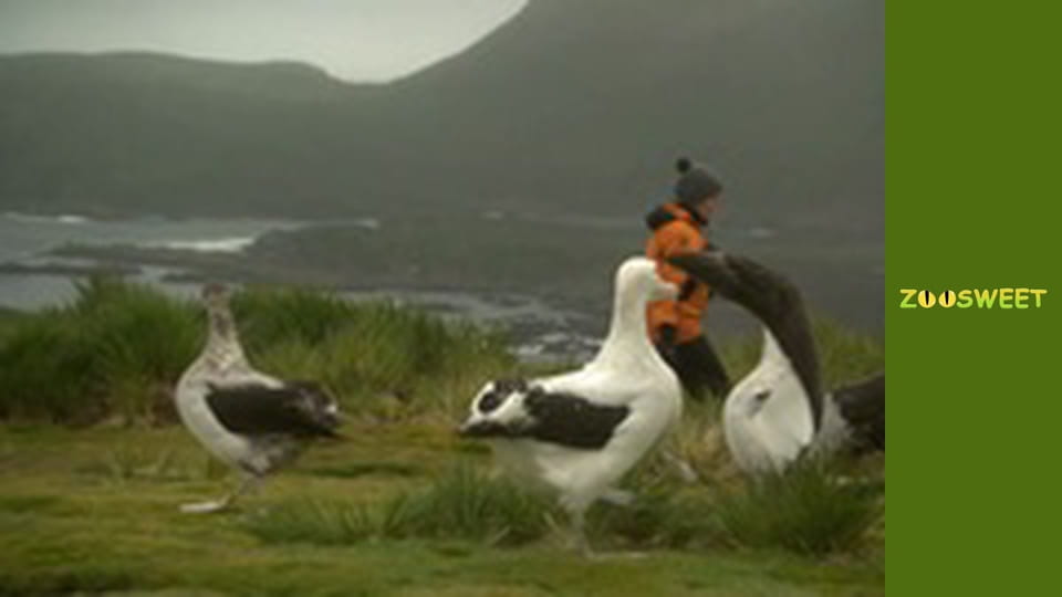 Боротьба за виживання, Сезон 1, Випуск 18