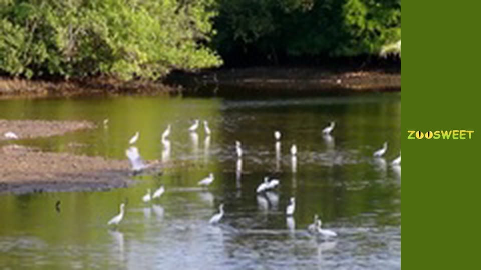 Світ дикої природи - серія 11