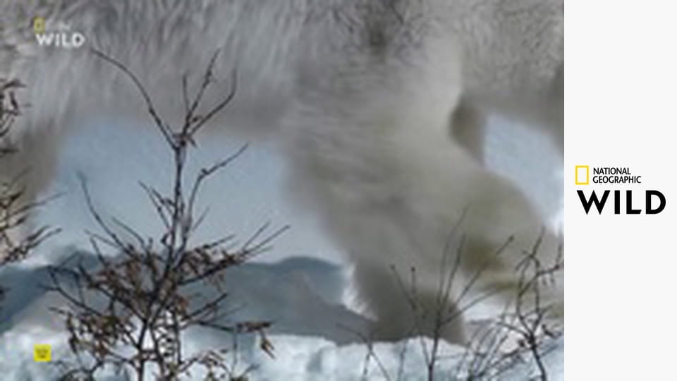 Predátor vs. kořist S2E1 - Lední medvěd