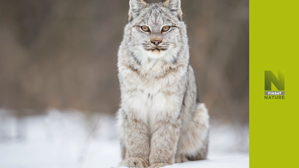 Дика Канада S1E2 - Літо