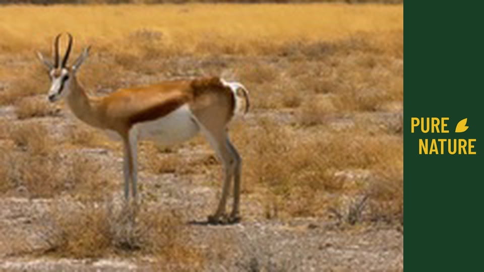 Wild Animals of Africa: African Springboks