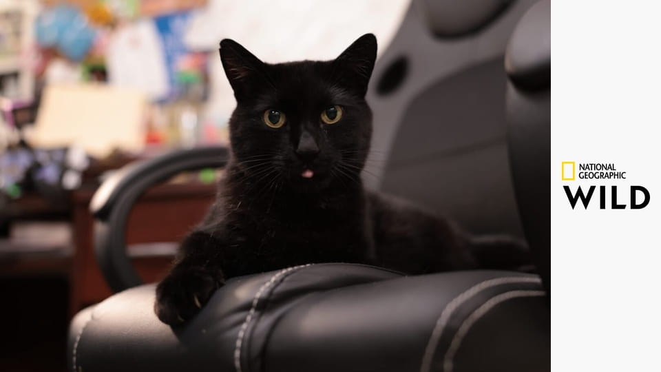 Невероятный доктор Пол S21E4 - Искусственные лапы