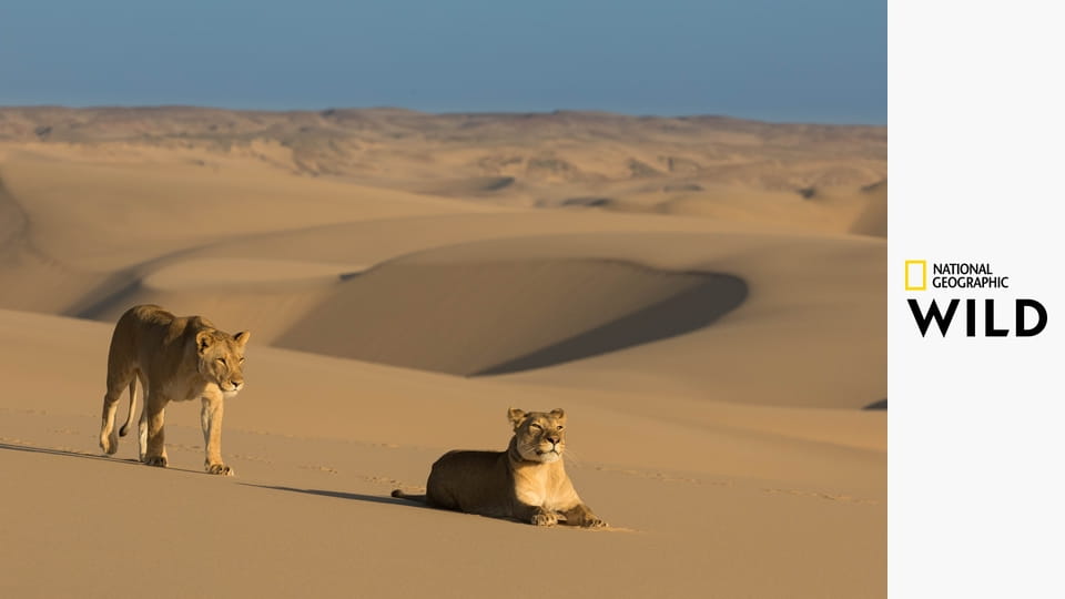 Львы пустыни: Выживание на Скелетном побережье