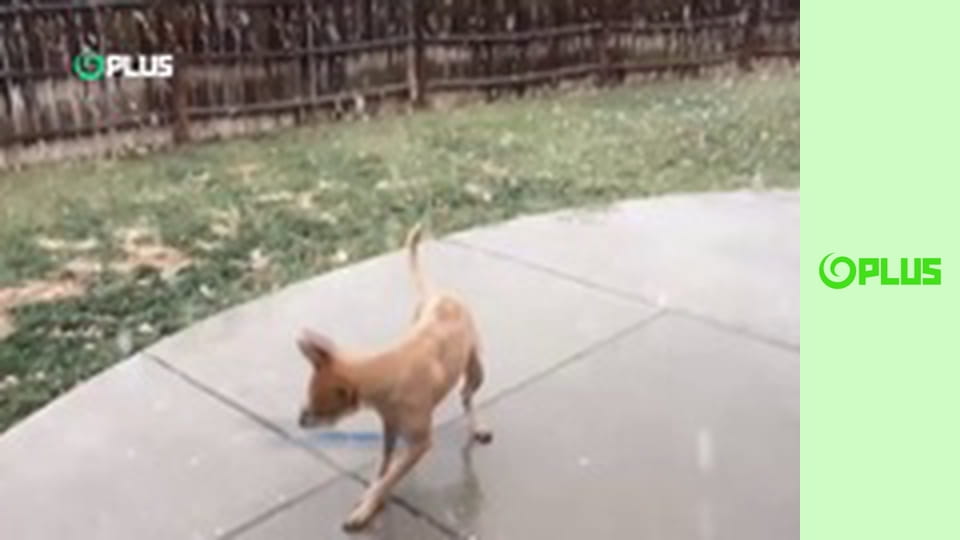 Najlepšie zvieratá na videu