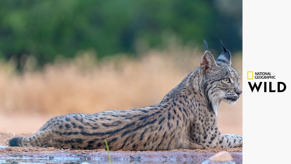 Земля пиренейской рыси S1E1 - Зима