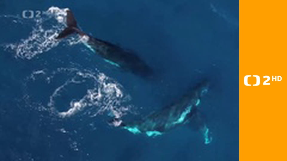 Australské dobrodružství E3 - Tasmánie