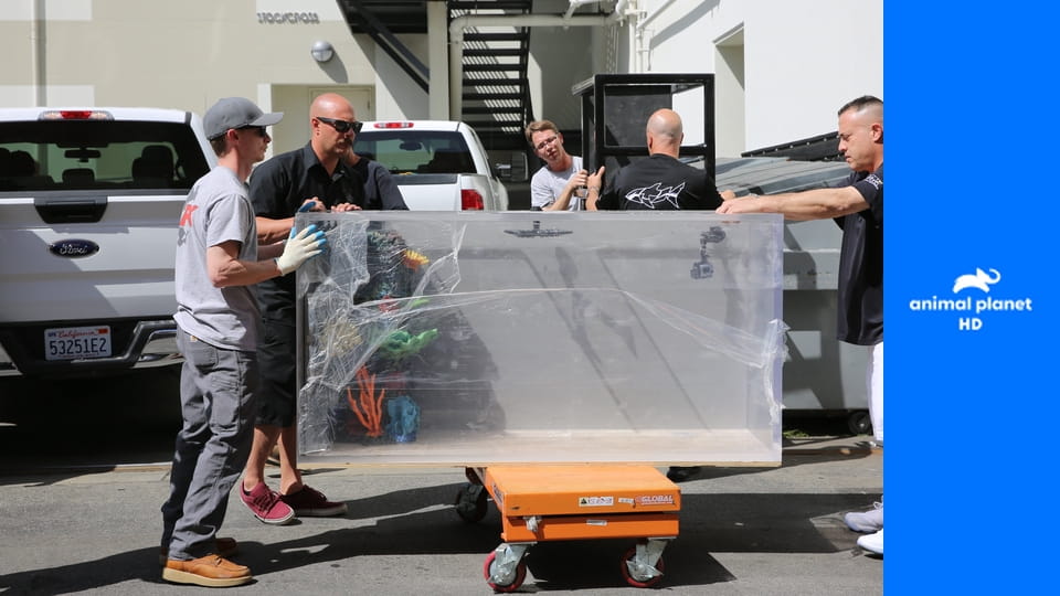 Аквариумный бизнес S8E1 - Аквариум мечты для Кейши Коул