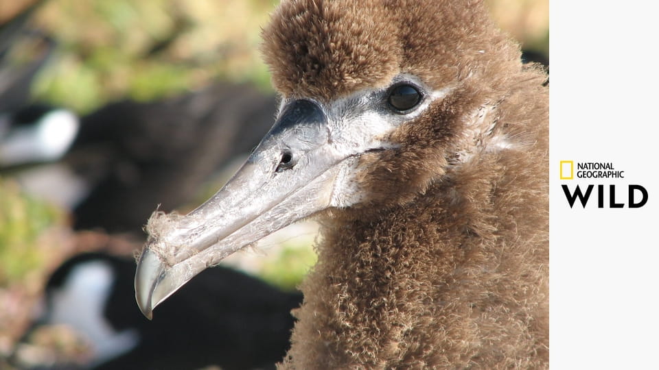 Просторы Америки S2E5 - Тайны Аппалачей