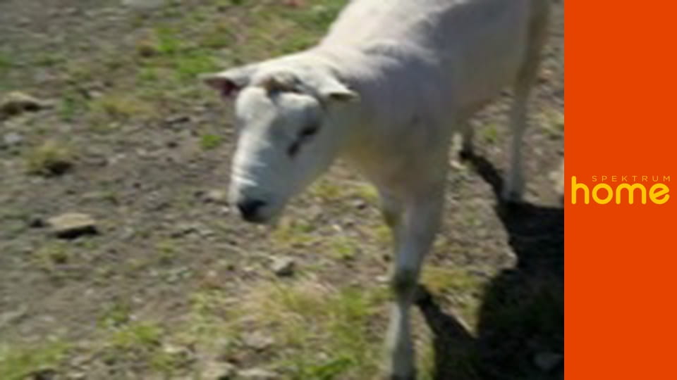 Nový život Sarah Beenyové na venkově S1E7