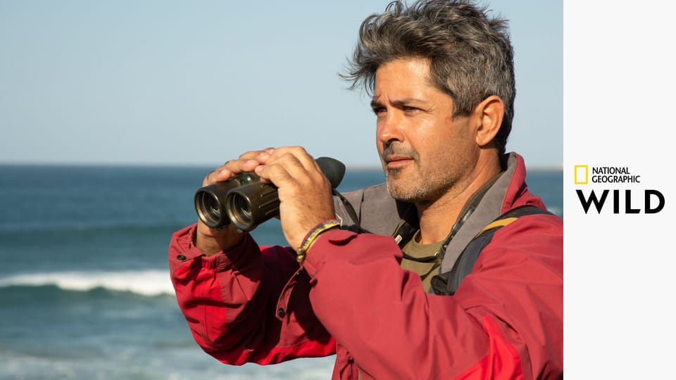 Акула против кита