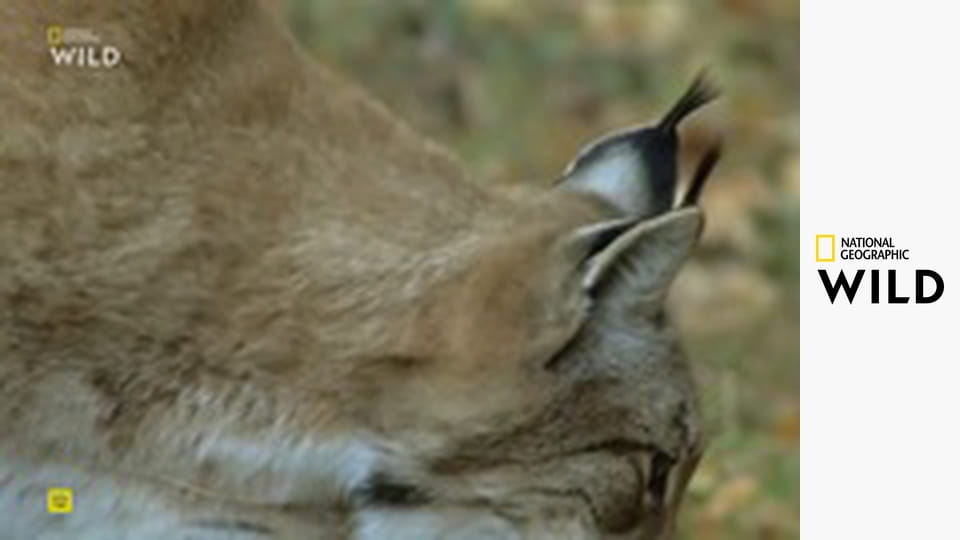 Lovci z divočiny S1E1 - Kočky