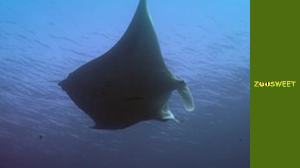 Світ дикої природи - серія 7