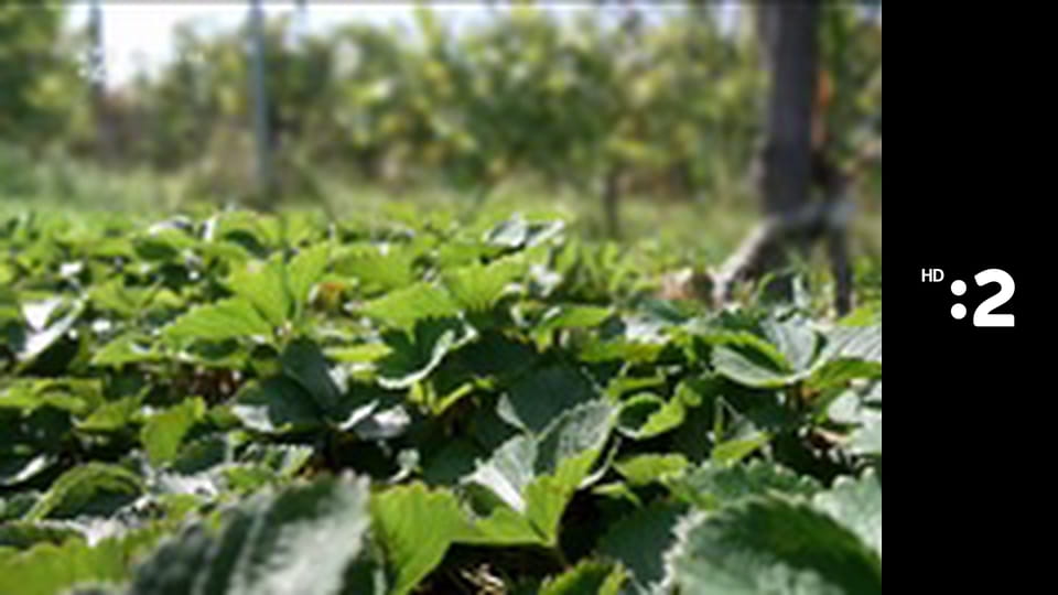 Eko to funguje E38 - včely