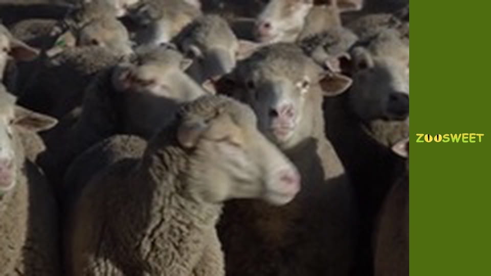 Сіяйа, Сезон 2, Випуск 2