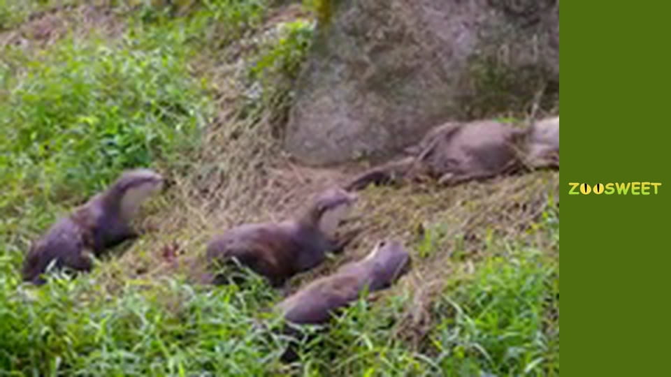 Walking Wild at the San Diego - episode 19