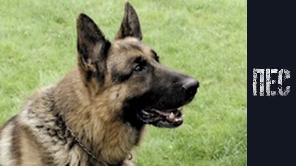 Dog, Season 1, Episode 12