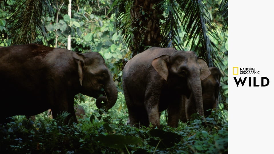 Животные-рекордсмены S1E5 - Бойцы