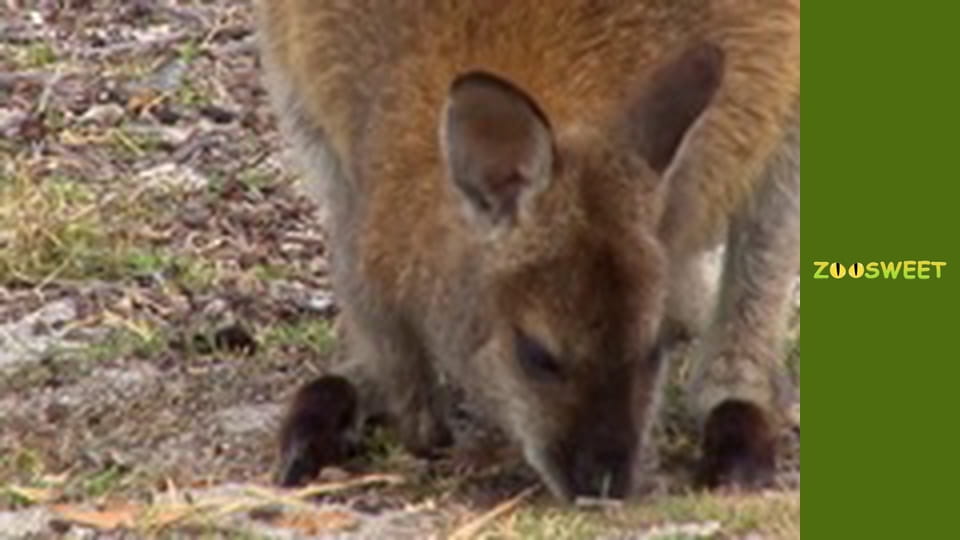 Australia, Season 1, Episode 5