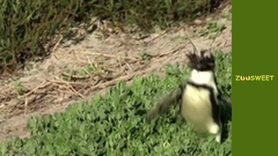 Сиая, Сезон 1, Выпуск 10