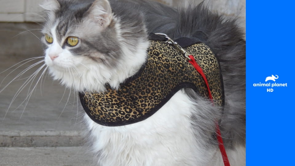 Адская кошка S5E15 - Волчий голод