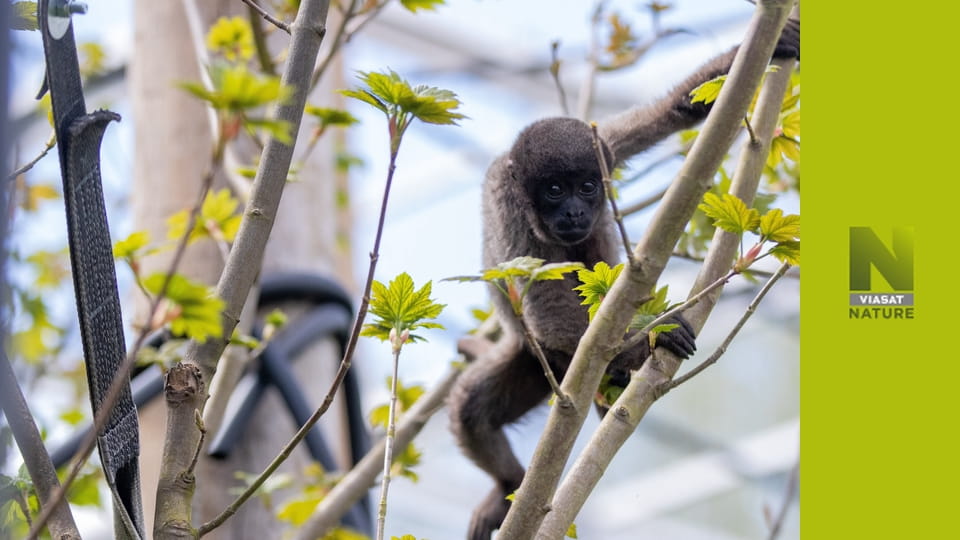 Життя мавп S14E12