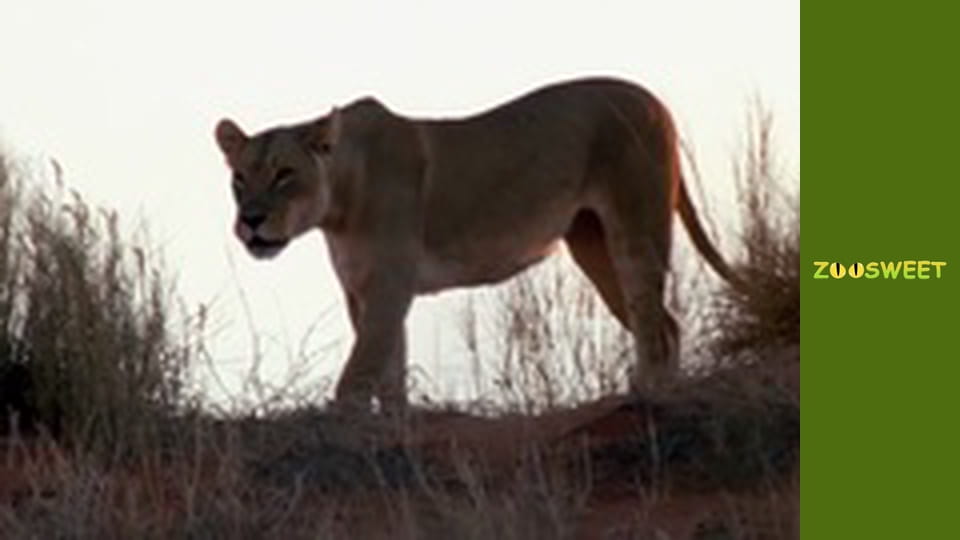 My friends are animals. Baby animals - episode 24