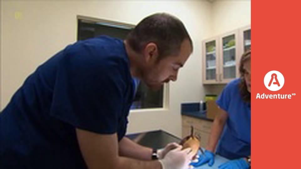 Pogotowie dzikich zwierząt E5