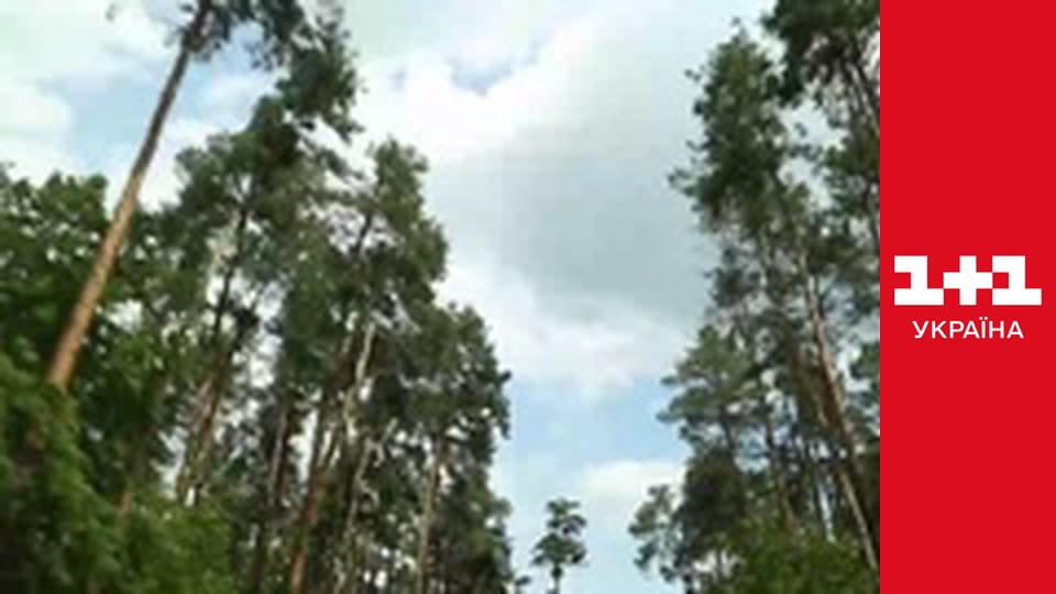 Одруження наосліп S6E5