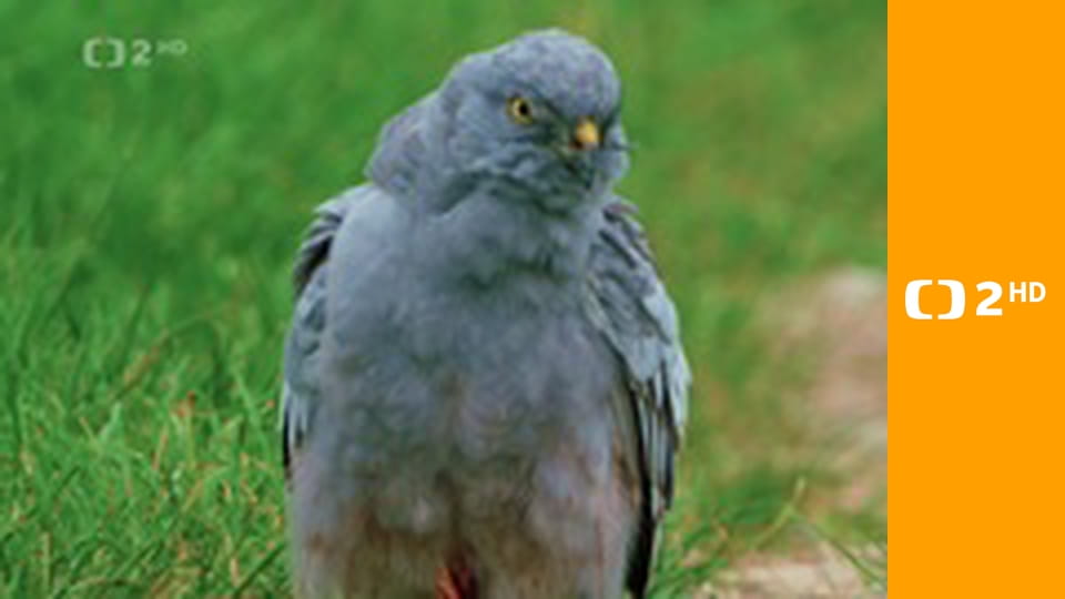 Moták lužní - ten, který létá v polích